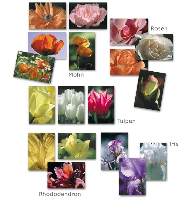 Grusskarten Bl�tenportraits