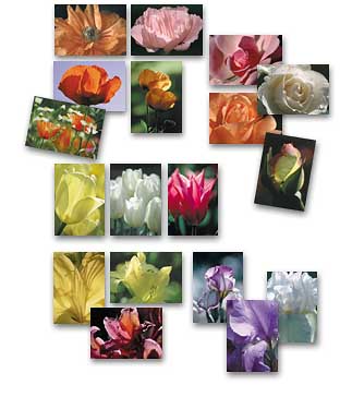 Grusskarten Bltenmotive